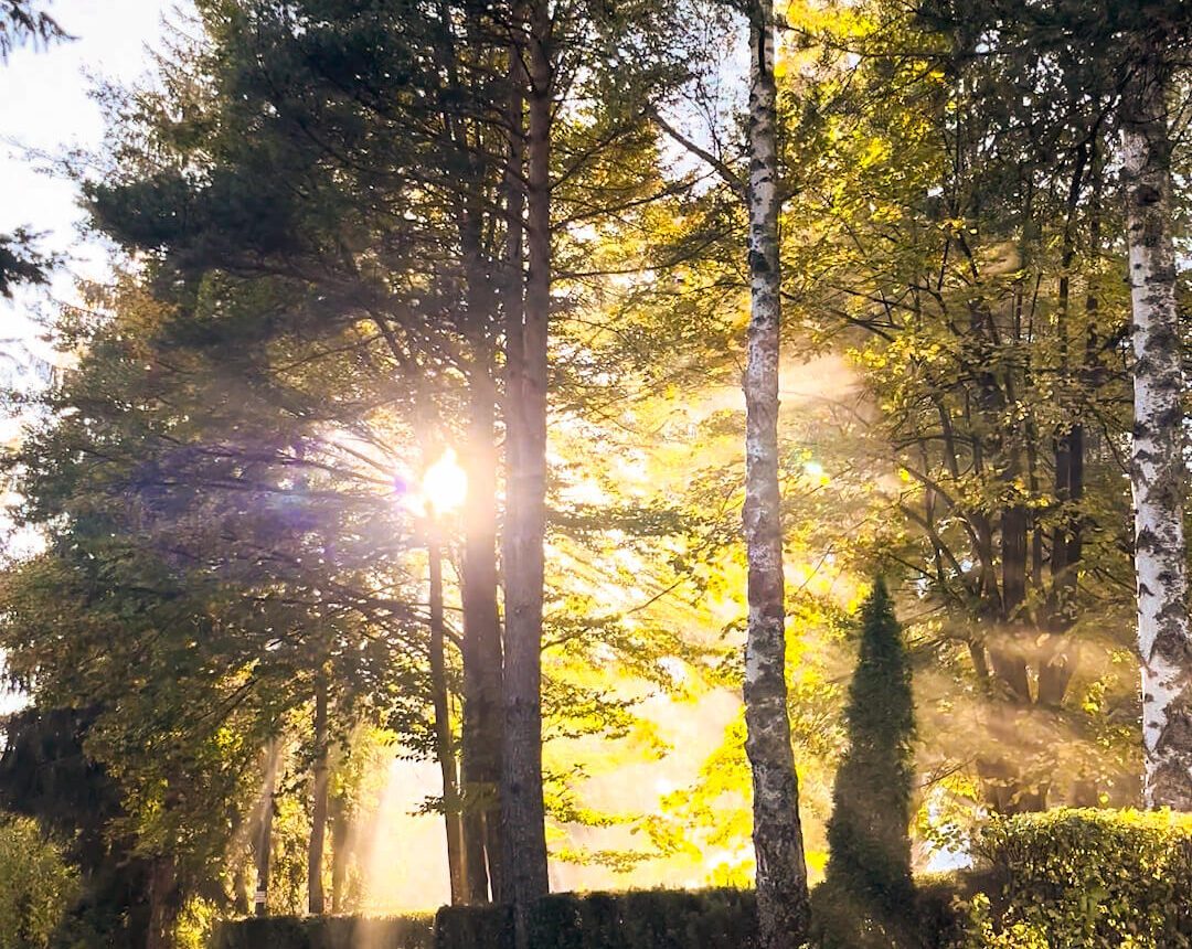 Karaula Zlatibor proleće – Skriveni dragulj za ljubitelje prirode – Staza kroz Karaulu na Zlatiboru, okružena bujnom prolećnom vegetacijom.