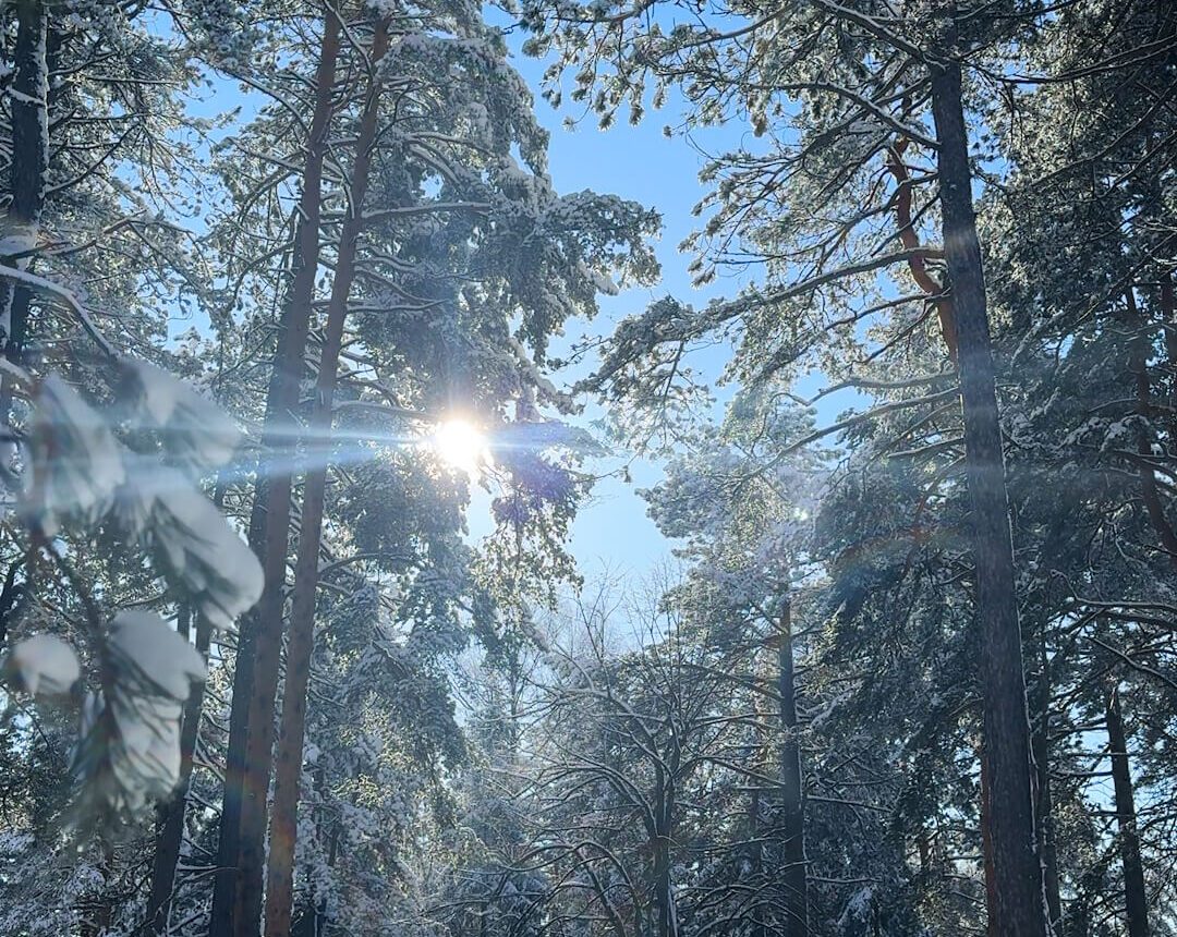 Zlatibor Karaula zimi – Staza kroz borovu šumu – Snežna staza kroz Karaulu na Zlatiboru, savršena za šetnju i uživanje u prirodi.